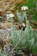 Antennaria lanata