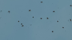Microvelia longipes