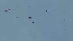 Microvelia longipes
