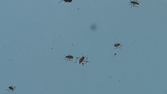 Microvelia longipes