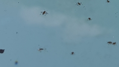 Microvelia longipes