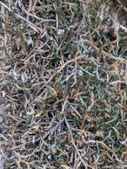 Selaginella underwoodii