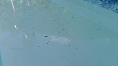 Microvelia longipes