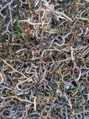 Selaginella underwoodii