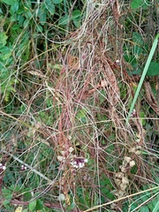 Cuscuta foetida