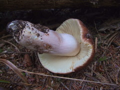 Russula occidentalis