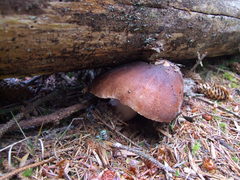 Russula occidentalis