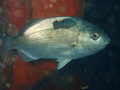 Anilocra capensis
