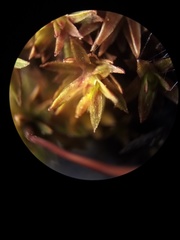 Pogonatum subulatum