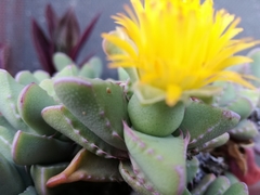 Faucaria