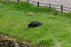 Cairina moschata domestica