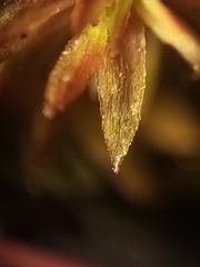 Pogonatum subulatum