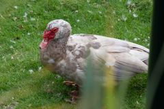Cairina moschata domestica