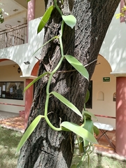Vanilla planifolia