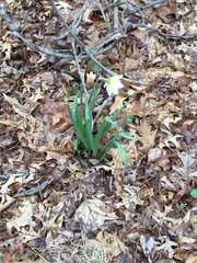 Narcissus poeticus