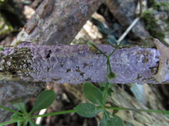 Corticium roseocarneum