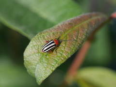 Disonycha latiovittata