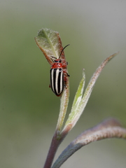 Disonycha latiovittata