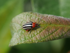 Disonycha latiovittata