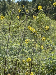 Helianthus schweinitzii