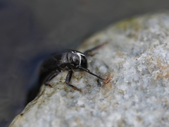Isonychiidae
