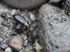 Nebria eschscholtzii