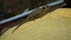 Bradypodion barbatulum