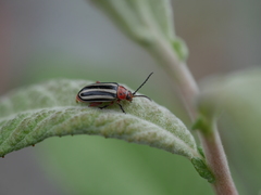 Disonycha latiovittata