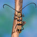 Typical Longhorn Beetles - Photo (c) peterwebb, some rights reserved (CC BY-NC), uploaded by peterwebb