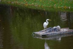 Ardea alba