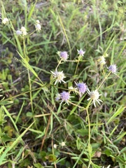 Eryngium integrifolium