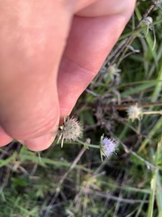 Eryngium integrifolium