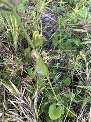 Eryngium integrifolium