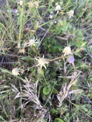 Eryngium integrifolium