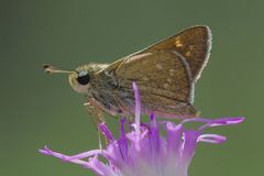 Hesperia attalus slossonae