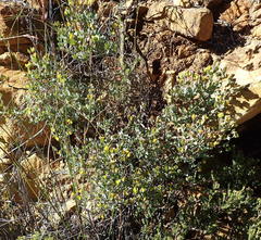 Rafnia capensis capensis