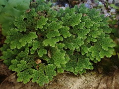 Azolla microphylla