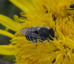 Immanthidium