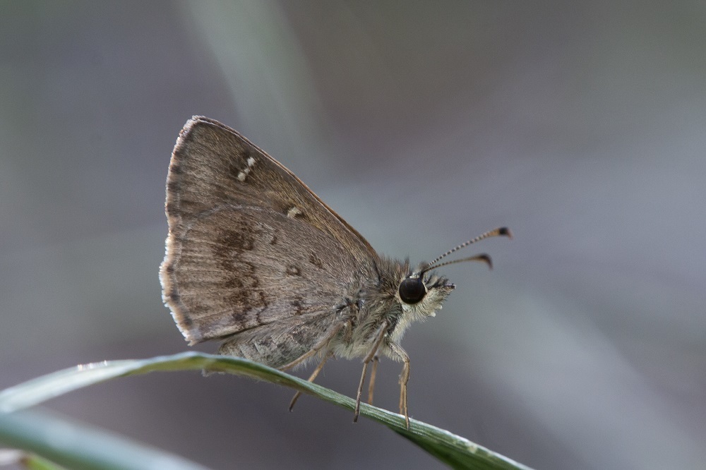 Banded Grass-skipper