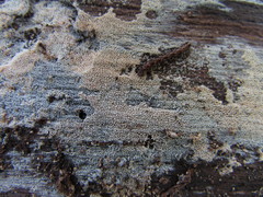 Hyphodontia arguta