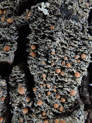 Fuscopannaria pacifica