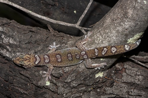 Elegant velvet gecko, Oedura elegans