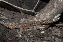 Oedura elegans