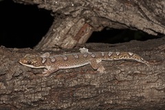 Oedura elegans