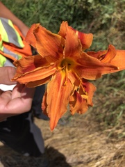 Hemerocallis fulva kwanso