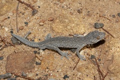 Strophurus williamsi