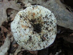 Lactifluus glaucescens