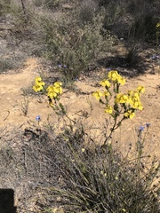 Verticordia grandiflora