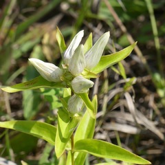 Gentiana alba