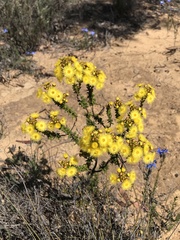Verticordia grandiflora